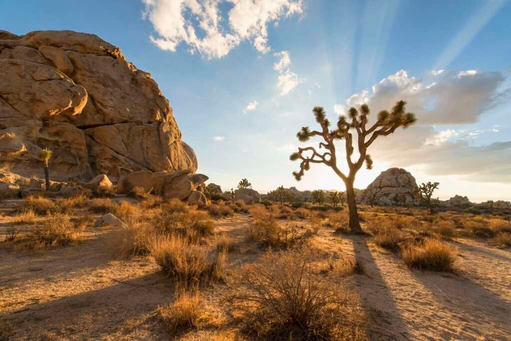 National Parks in California